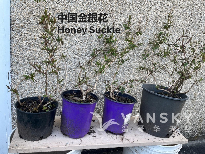 260608002433_Honeysuckle 中國金銀花.JPG